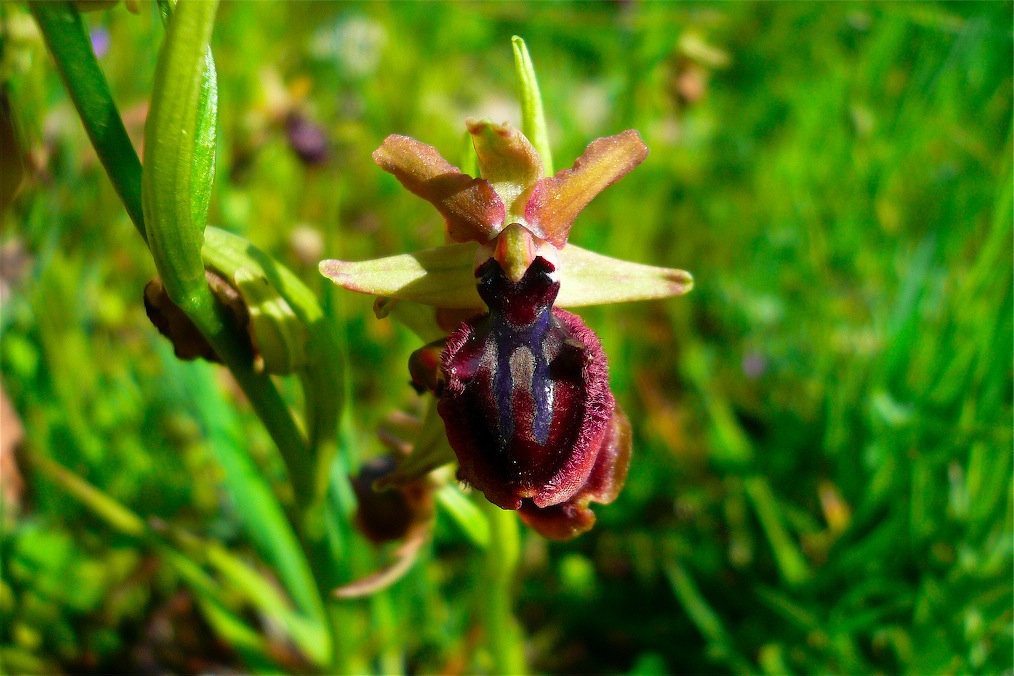 Ophrys , Orchis e ibridi - Orchidee cittadine II